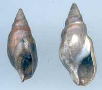 Melanopsis etrusca