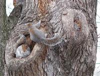 Image of: Sciurus carolinensis (eastern gray squirrel)