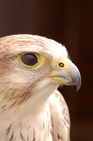 Falco rusticolus - Gyrfalcon