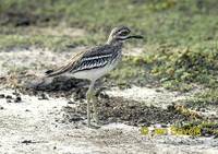 Burhinus oedicnemus - Stone Curlew