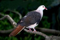 Nesoenas mayeri - Mauritius Pink Pigeon