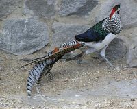 Chrysolophus amherstiae - Lady Amherst's Pheasant