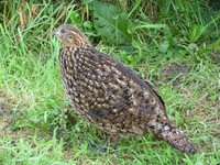 Tragopan caboti - Cabot's Tragopan