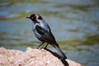 Euphagus cyanocephalus - Brewer's Blackbird