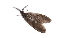Image of: Chauliodes