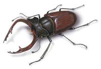 Image of: Lucanus cervus