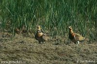 Pterocles alchata - Pin-tailed Sandgrouse