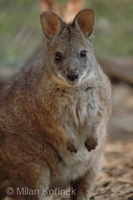 Macropus eugenii - Tammar Wallaby