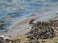 Image of: Calidris alpina (dunlin), Limnodromus griseus (short-billed dowitcher)