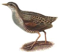 Image of: Crex crex (corn crake)