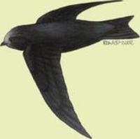 Image of: Cypseloides niger (black swift)