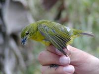 Image of: Euphonia laniirostris (thick-billed euphonia)