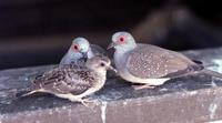 Image of: Geopelia cuneata (diamond dove)