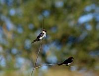 Image of: Hirundo smithii (wire-tailed swallow)