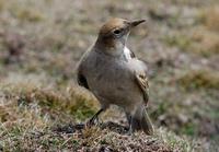 Image of: Melanocorypha maxima (Tibetan lark)