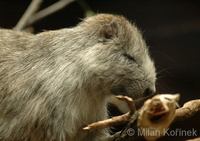 Capromys pilorides - Desmarest's Hutia