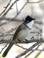 Image of: Pycnonotus xanthorrhous (brown-breasted bulbul)