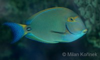 Acanthurus dussumieri - Eyestripe Surgeonfish