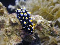 Image of: Nudibranchia (nudibranchs)