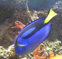 Image of: Paracanthurus hepatus (common surgeon)