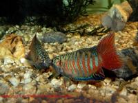 Macropodus opercularis - Chinese Fighting Fish