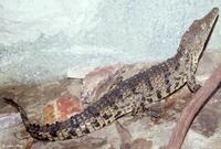 Image of: Crocodylus niloticus (Nile crocodile)