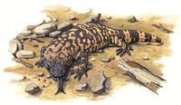 Image of: Heloderma suspectum (gila monster)