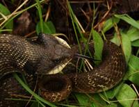 Image of: Heterodon platirhinos (eastern hog-nosed snake)