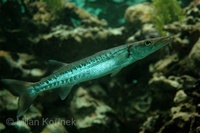 Sphyraena barracuda - Great barracuda