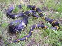 Elaphe schrenckii - Amur Ratsnakes