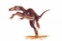 Velociraptor