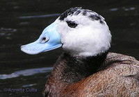 White-headed Duck - Oxyura leucocephala