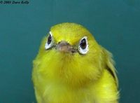 Lemon-bellied White-eye - Zosterops chloris