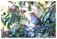 Grey-sided Thrush - Turdus feae