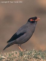 Bank Myna - Acridotheres ginginianus