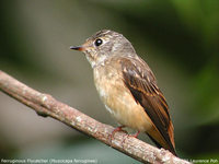 Ferruginous Flycatcher - Muscicapa ferruginea