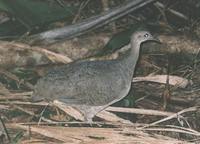 Great Tinamou - Tinamus major