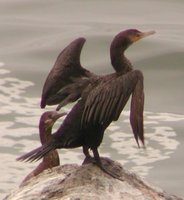 Double-crested Cormorant - Phalacrocorax auritus