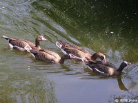 Lesser White-fronted Goose - Anser erythropus