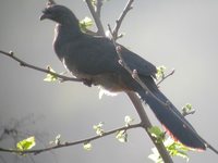 Chaco Chachalaca - Ortalis canicollis
