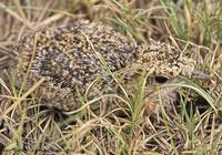 Indian Courser - Cursorius coromandelicus