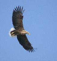 White-tailed Eagle (Haliaeetus albicilla) photo