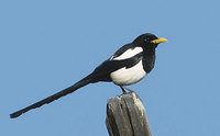 Yellow-billed Magpie (Pica nuttalli) photo