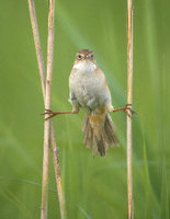 Japanese Marsh Warbler (Megalurus pryeri) photo