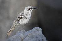 Hood Mockingbird (Nesomimus macdonaldi) photo