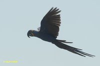 Hyacinth Macaw - Anodorhynchus hyacinthinus