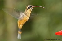 Tawny-bellied Hermit - Phaethornis syrmatophorus