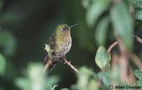 Tyrian Metaltail - Metallura tyrianthina