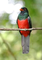 Slaty-tailed Trogon - Trogon massena