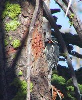 Williamson's Sapsucker - Sphyrapicus thyroideus